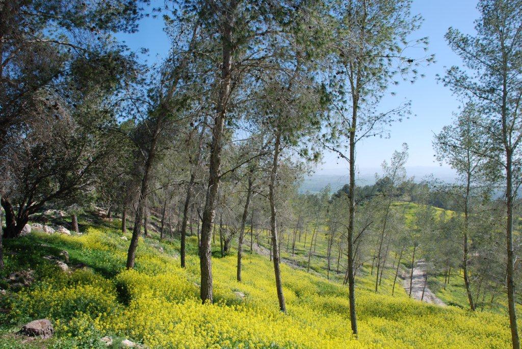 קצרים בשפלה 