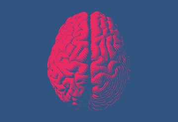מוח והתנהגות 