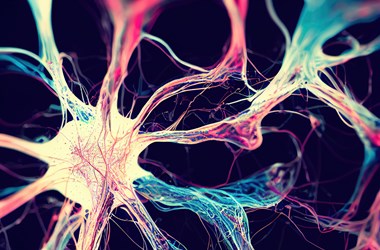 המוח – סודם של התאים האפורים